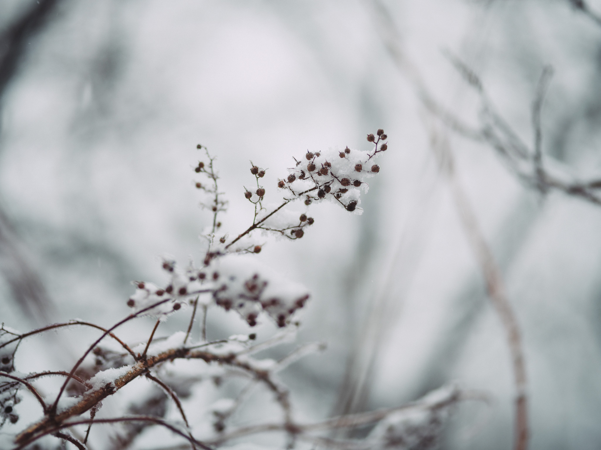 ウェブ戦略の成功事例のメインビジュアル（雪景色）