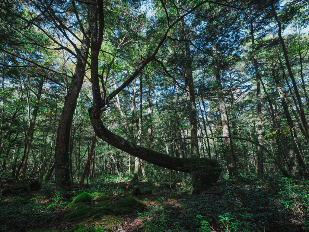 青木ヶ原樹海で、溶岩の地形に合わせて横に伸びながら育つ樹木の姿