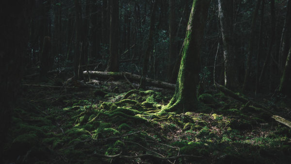 青木ヶ原樹海の真実
