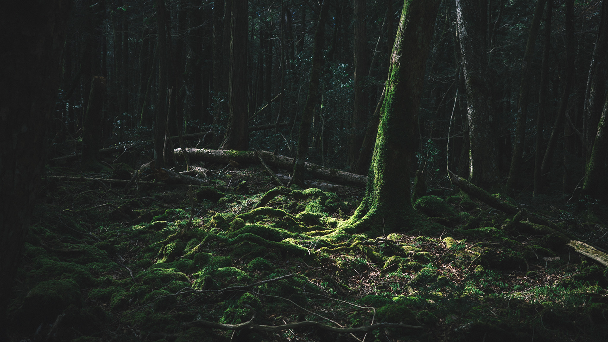 青木ヶ原樹海の真実