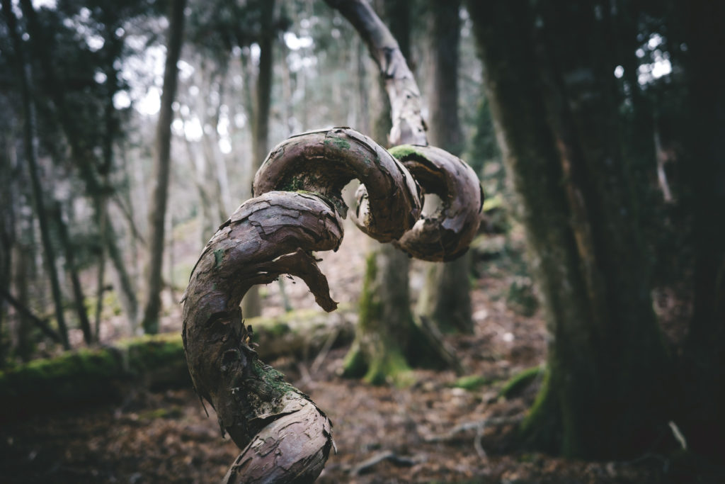 青木ヶ原樹海の中で、環境に適応しながら独特の形を選んできた樹木の