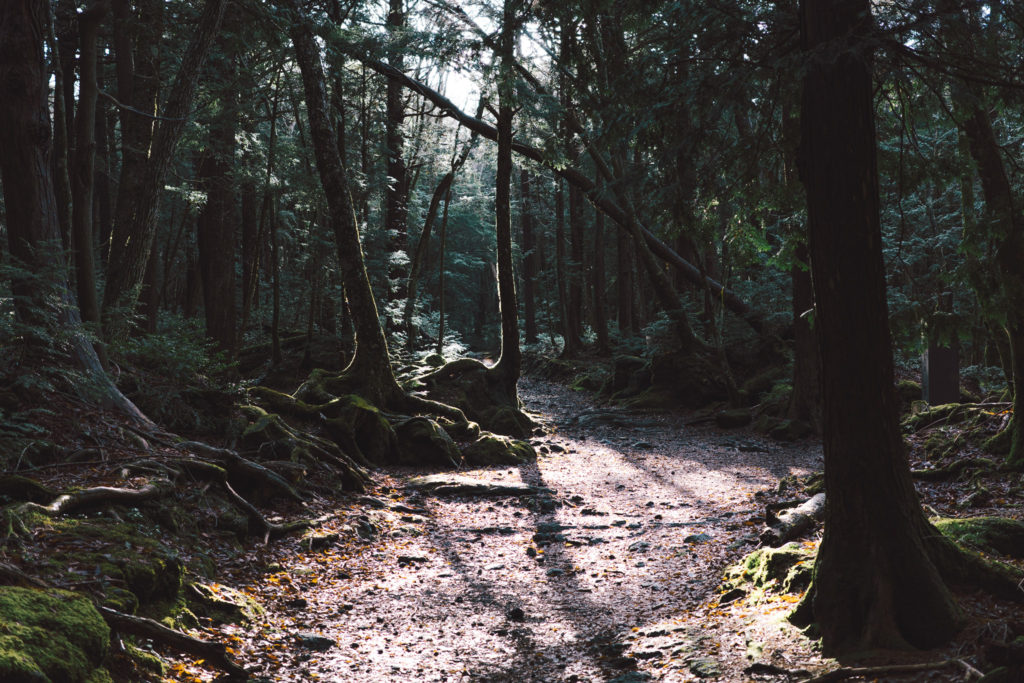 青木ヶ原樹海（遊歩道から）