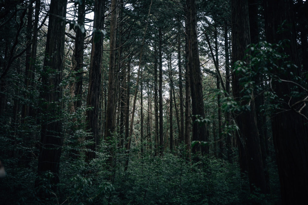 命の息吹が聴こえる朝方の青木ヶ原樹海