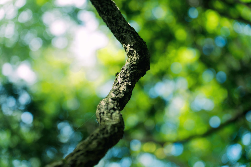 光へと伸びる樹海の樹木