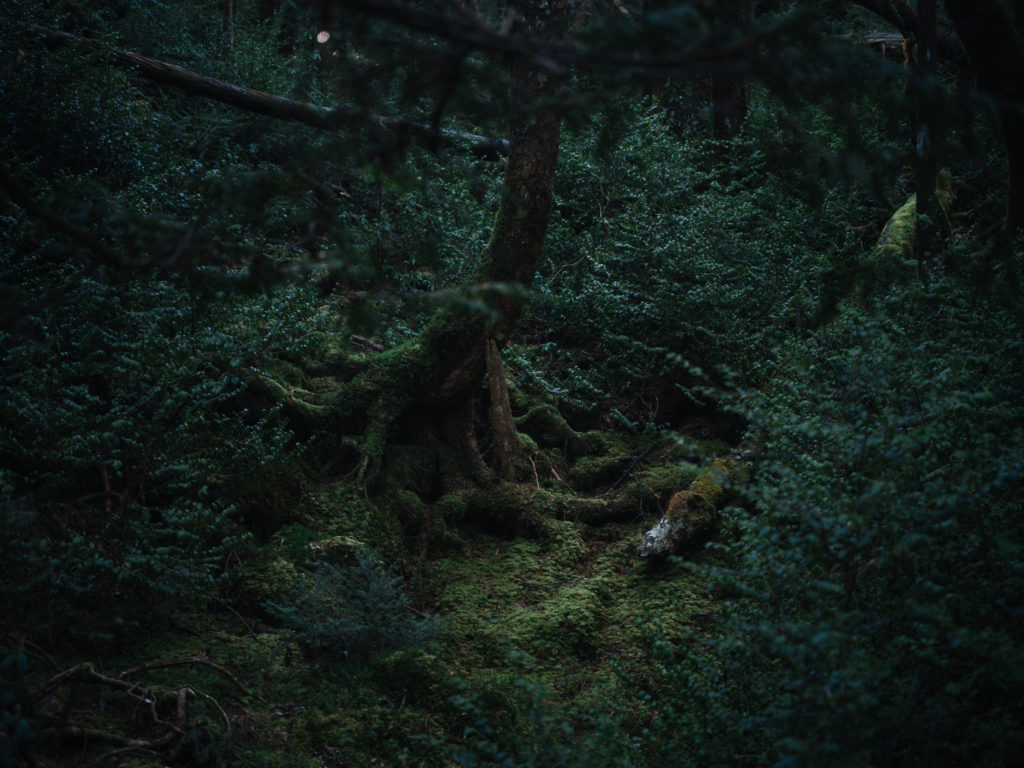 青木ヶ原樹海のイメージ