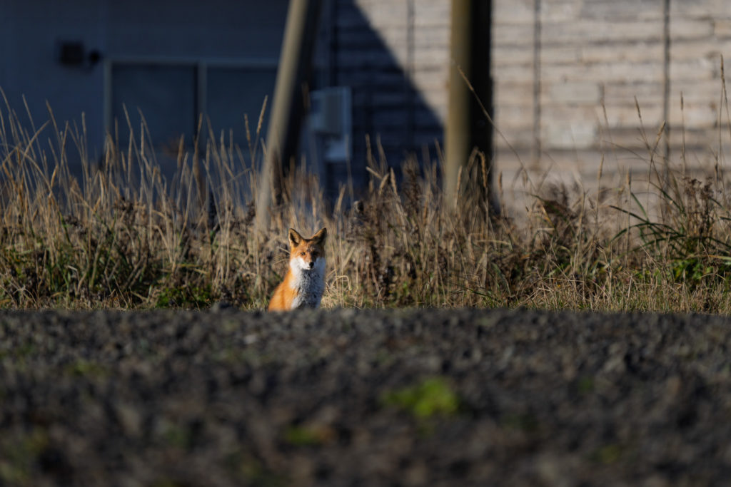 北海道 根室にいたキタキツネ
