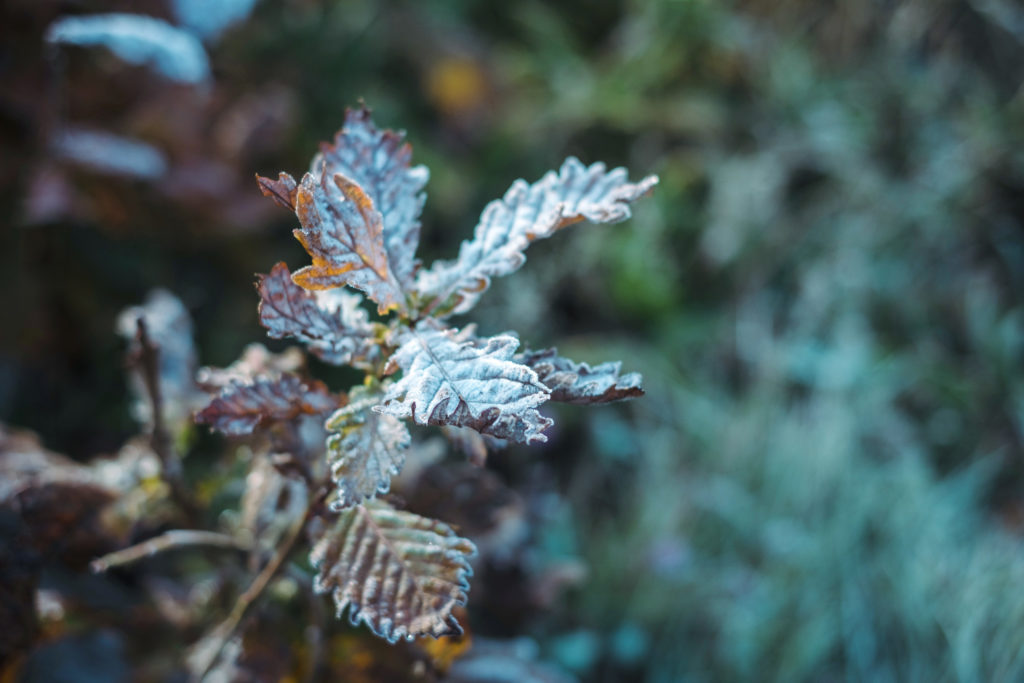 霜が降りている葉
