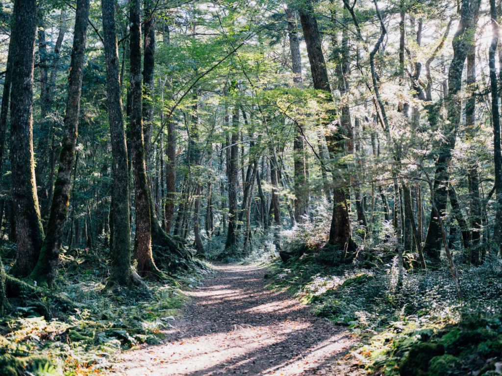 青木ヶ原樹海の中を歩くことで感じられる、木々との近い距離感
